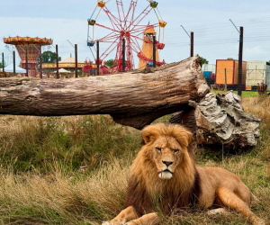 Advert: https://www.johnsonsofoldhurst.co.uk/zoo