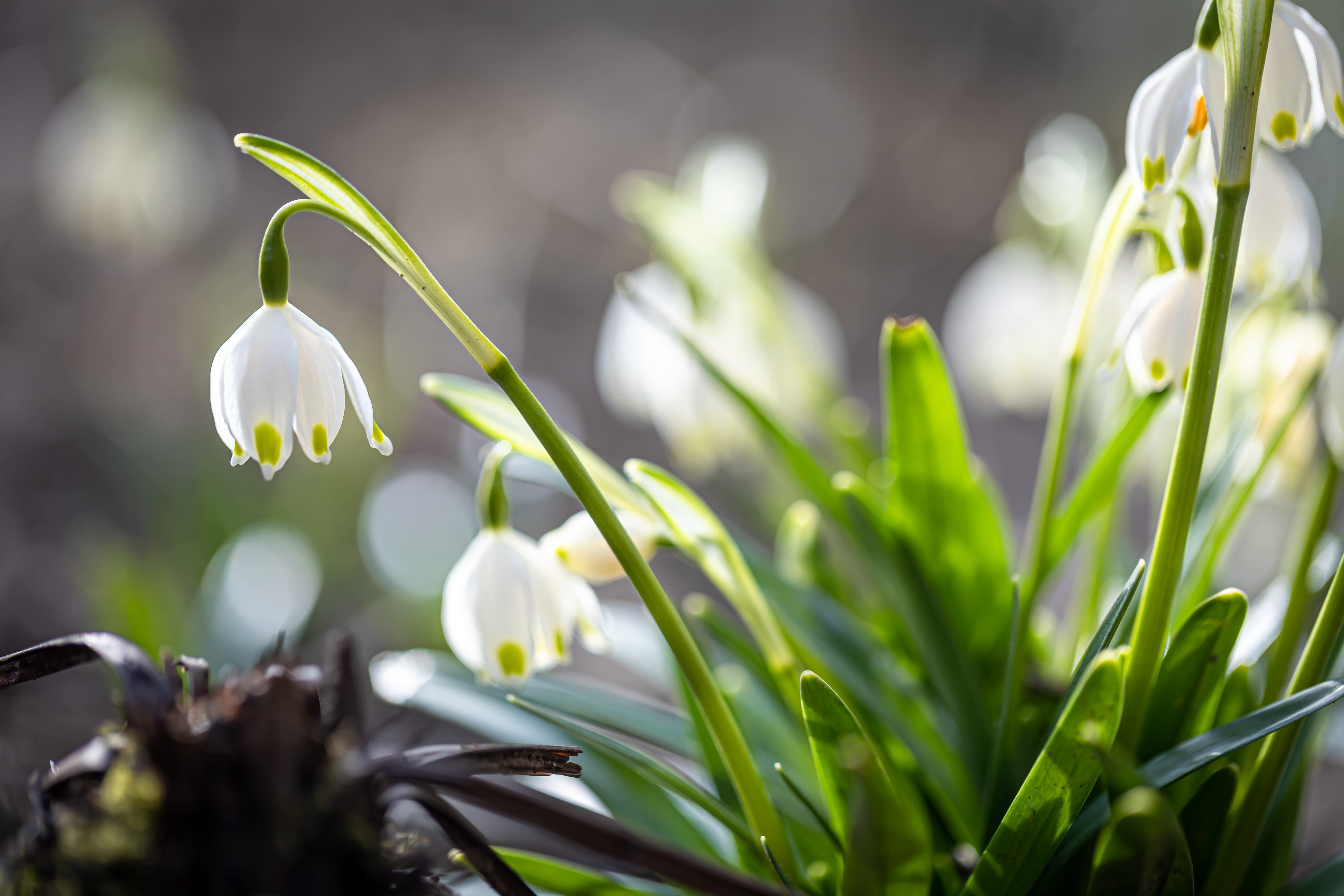 Snowdrop trails in Dorset