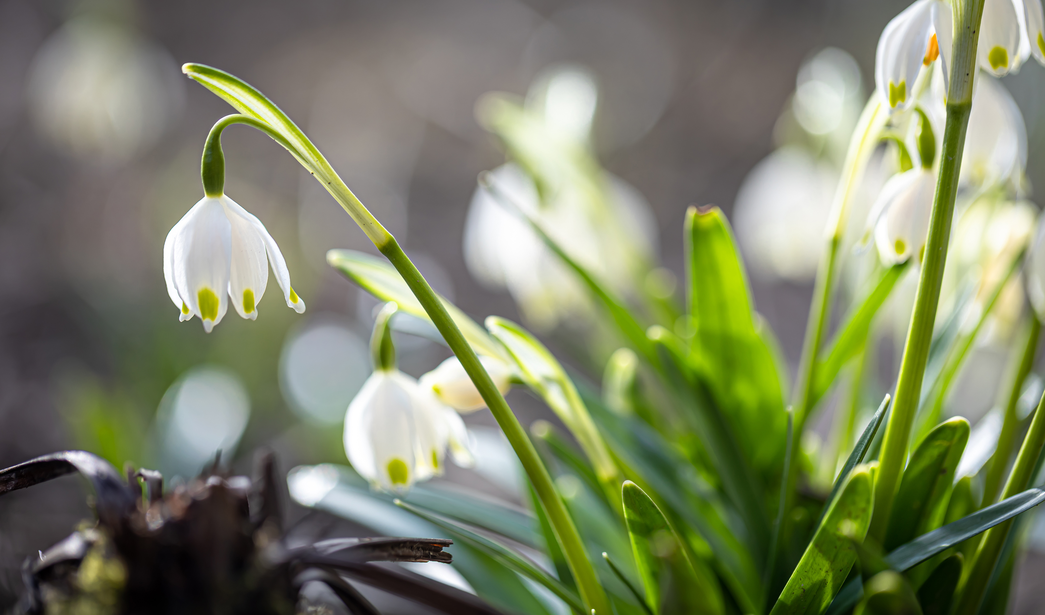 Snowdrop trails in Norfolk